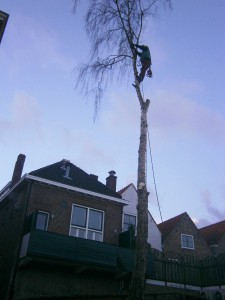 Berk verwijderen in stadstuin